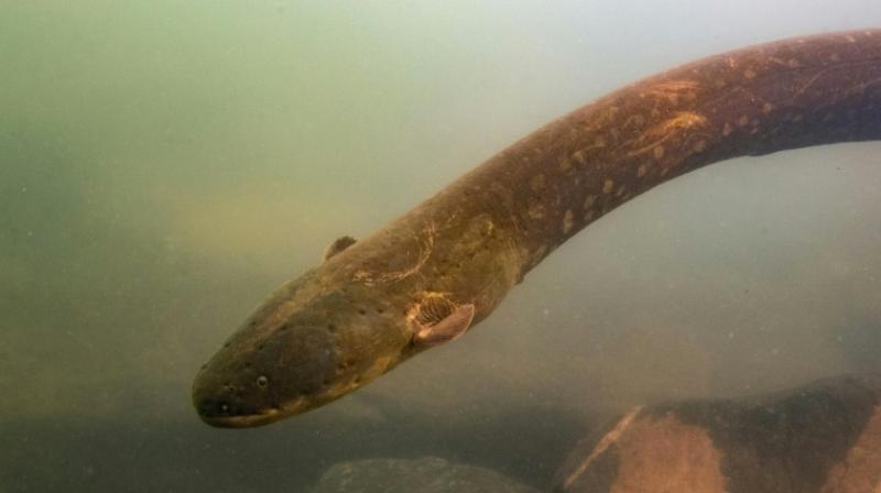 Worldâ€™s most powerful electric eel found in Amazon