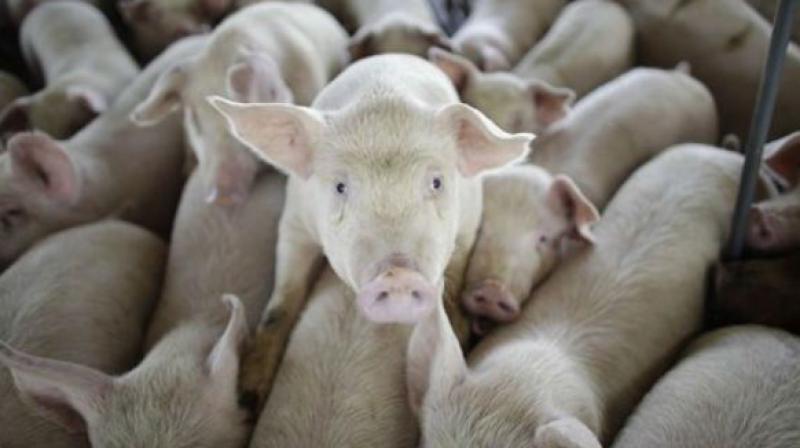 Hyderabad: Another piggery unit found