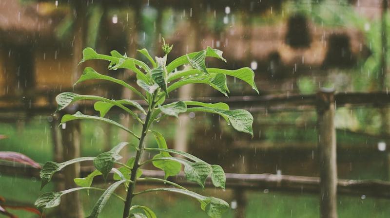 Along with the cooling weather, rains have always brought loads of illnesses. (Photo: Pexels)