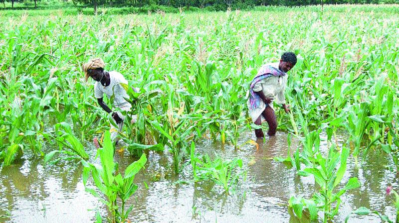 For 2016-17, the government has set a target to disburse agri credit of Rs 9 lakh crore, of which, Rs 7.56 lakh crore credit has been disbursed to farmers till September. (Photo: Representational Image)