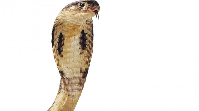Since most people, bitten by such venomous snakes, are getting panic and they often approach native doctors, who treat them with herbal medicines and such treatment many a time leads to fatalities.