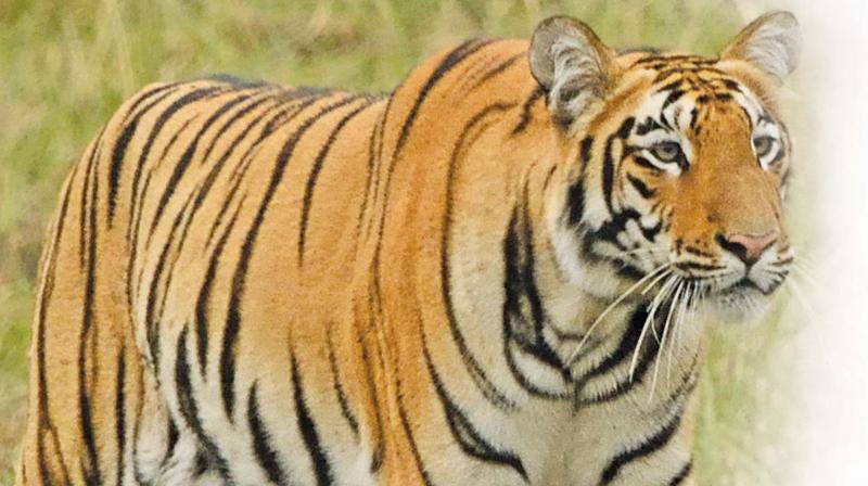 Visakhapatnam: Tiger reserves in 2 states face armed guards crunch
