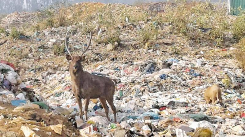 Theetukal dump-yard may pose threat to tigersâ€™ health