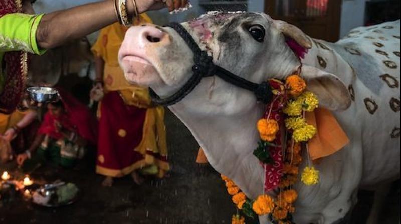 The products are sold under the name of Cowpathy (Photo: AFP)