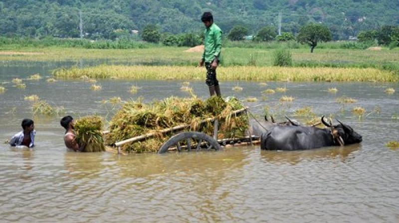 Farmers harvest paddy in flood-hit Mayong village in Morigaon district of Assam on Tuseday. (Photo: PTI)
