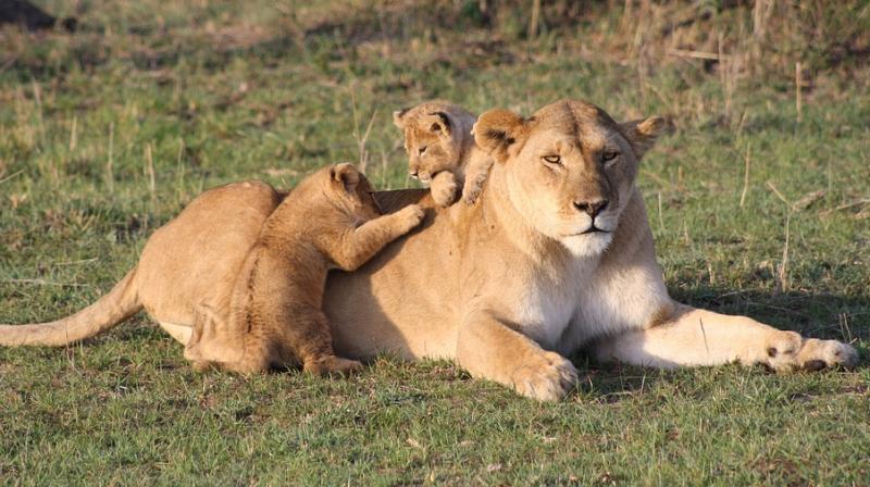 South African lion cubs conceived artificially in world first. (Photo: Pixabay)