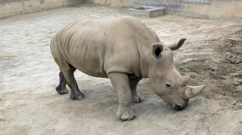 Southern white rhino calf born in San Diego Zoo