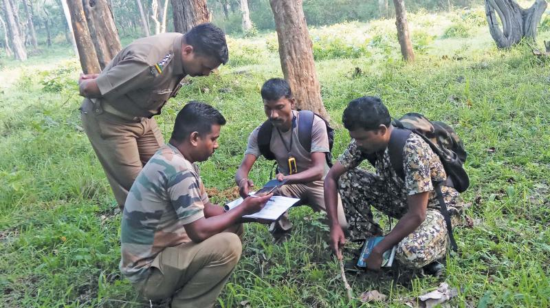 Pre-monsoon animal population estimation begins inMudumalai Tiger Reserve zone