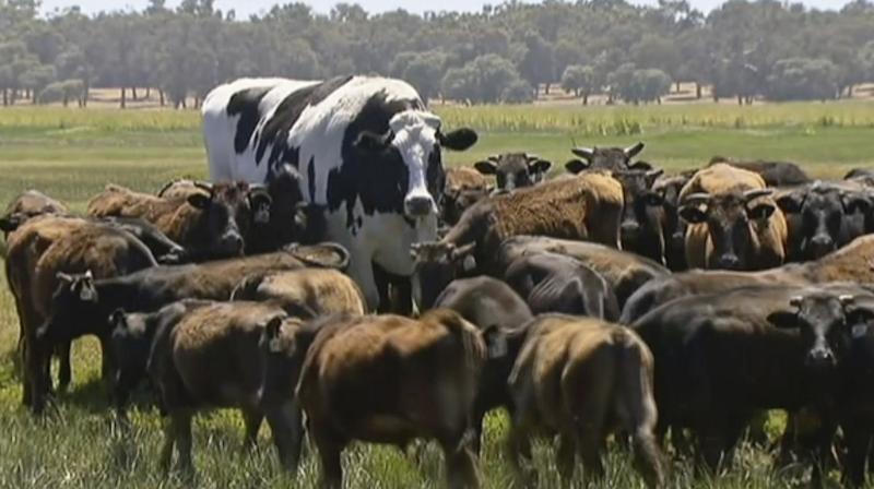 Australian media say Knickers is believed to be the tallest steer in the country and weighs about 1.4 tons. (Photo: AP)