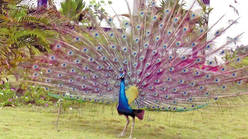 Peacock dance cheers dry Ramnad