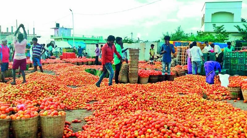 Kurnool: Desperate farmers forced to sell tomatoes at Rs 1 a kg