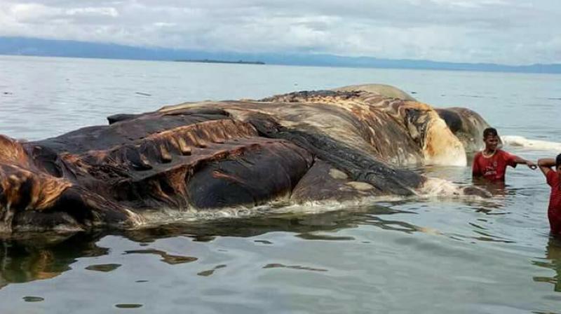 a Lee Kong Chian Natural History Museum officer said that the carcass is mostly that of a Baleen whale but the reports are yet unconfirmed. (Photo: Facebook)
