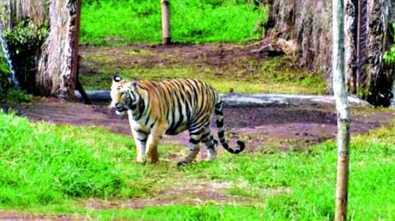 Tigress Sundari loses instinct to hunt