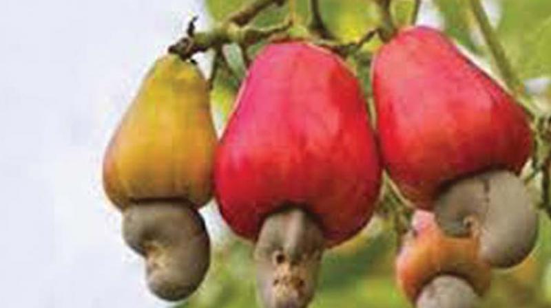 Kollam: State seeks sops for cashew sector