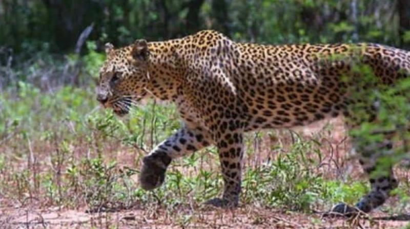 Hyderabad: Leopard scare for residents in Kukatpally