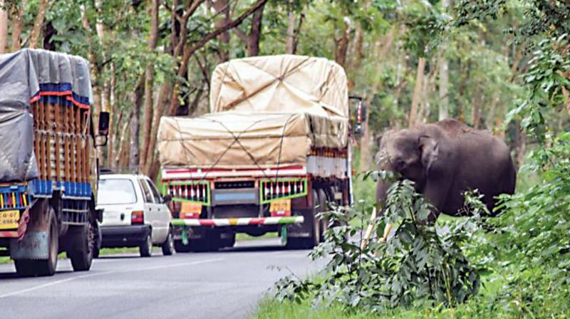 Kerala tradersâ€™ bandh call hits traffic on Bandipur highways