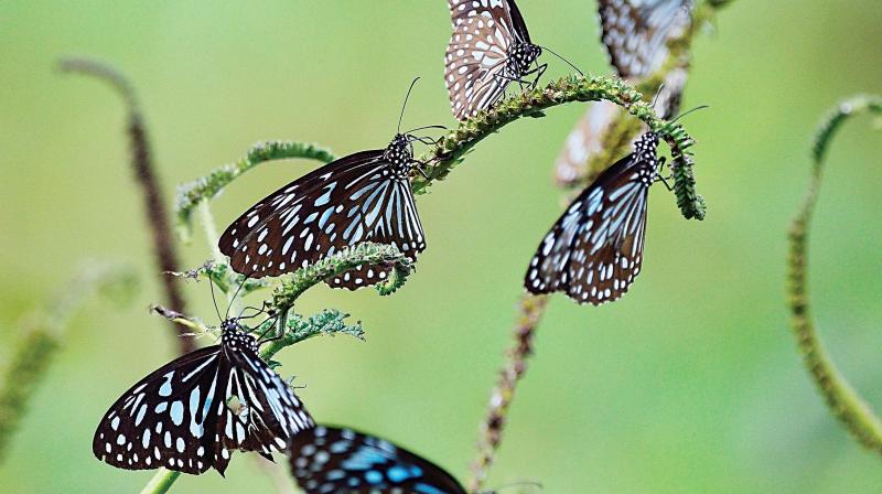 Butterflies take Bengaluru by â€˜swarmâ€™