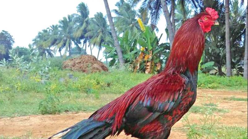 The indigenous roosters (fighter cocks) of Tamil Nadu and local poultry will soon be profiled and their DNA studied in detail as part of our research programmes, Tamil Nadu Veterinary and Animal Sciences University vice chancellor Dr S. Thilagar told Deccan Chronicle.