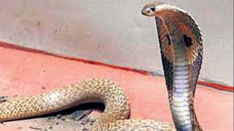 Snake sightings have also increased because empty plots across the city are being cleared for construction of buildings, destroying their habitats. (Representational image)