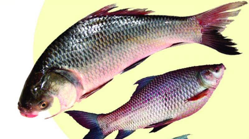 Pollution killed lakhs of fish seed last session