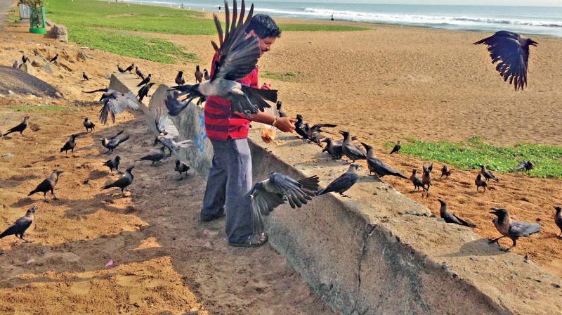 Vishnu Prasad with his winged guests at the beach (Photo: DC)