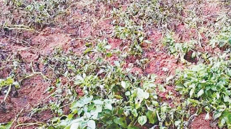 According to farmer M.Vijayan, one tonne of potato seed is generally sowed in an acre of farm land.  Normally, after three months time, the yield will be between 10 tonnes to 15 tonnes per acre