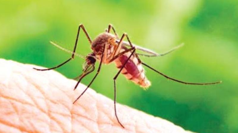 Thiruvananthapuram: Dengue raises head again
