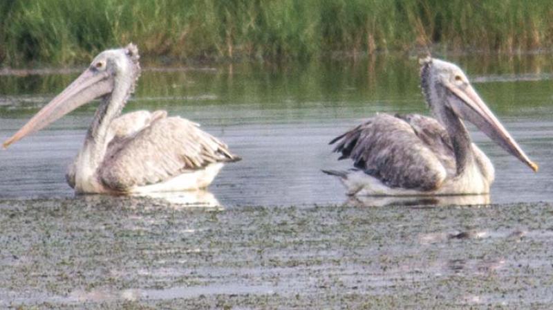 Spot-billed pelicans spotted in Alappuzha last season.