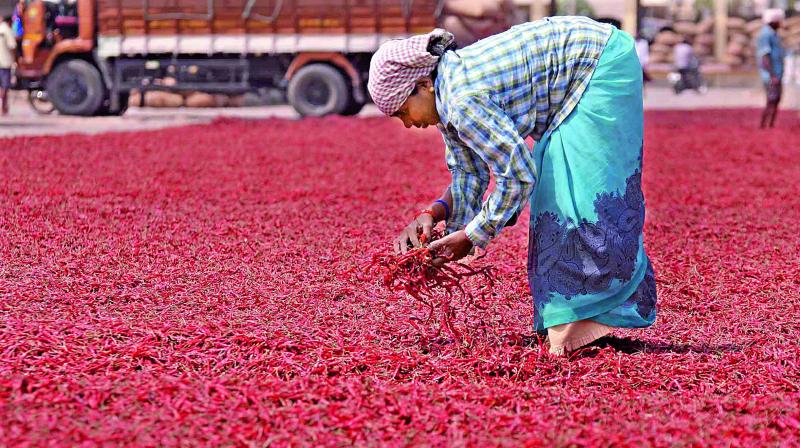 The agriculture yard workers drying chillies at Guntur Agriculture Market yard. (Photo: DC)