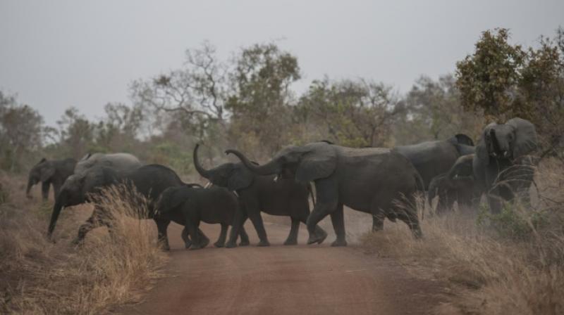 Global wildlife trade to ban sending of wild elephants to zoos