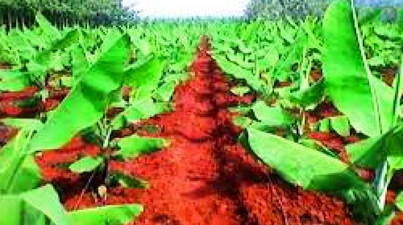 Kadapa: Research centre proposed for banana farming