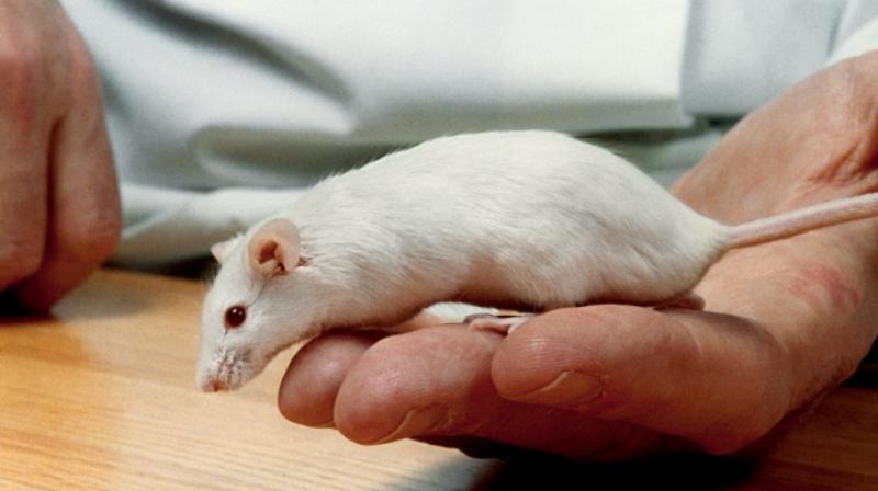 For half a century, the proliferation of this myth caused scientists to focus their studies nearly exclusively on male mice, rats and primates, so that a male brain became considered the baseline for a human brain. (Photo: AP)