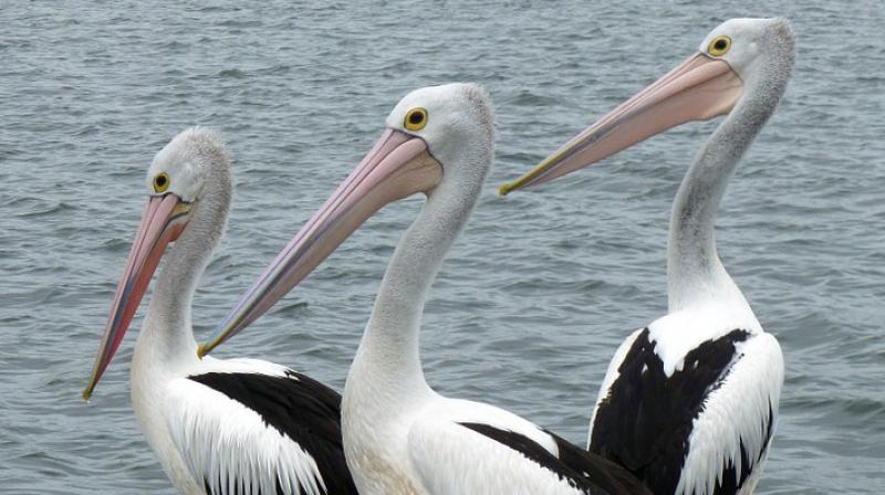It is the third time the Czech capital has sent such birds to the picturesque open space by Buckingham Palace, where pelicans first arrived in 1664 in the guise of a gift from the Russian ambassador to King Charles II. (Photo: Representational/Pixabay)