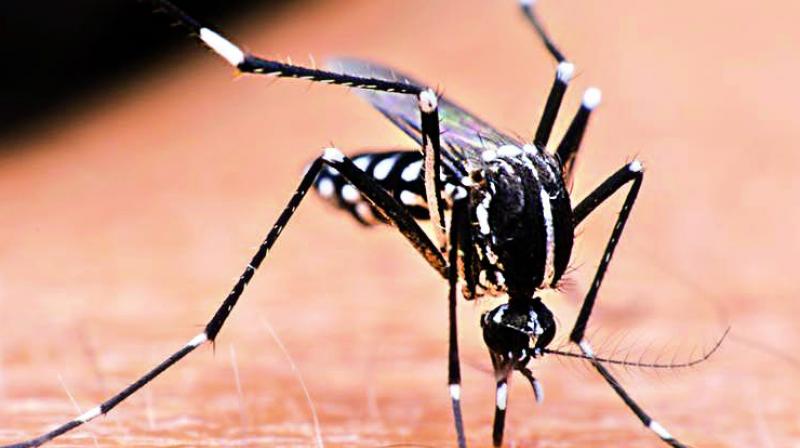 Hyderabad: Mosquitoes continue to be a challenge