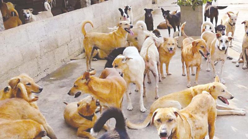 Dog census to be completed by mid-October, says BBMP