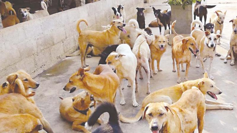 Hyderabad: Dogs maul infant in Banjara Hills