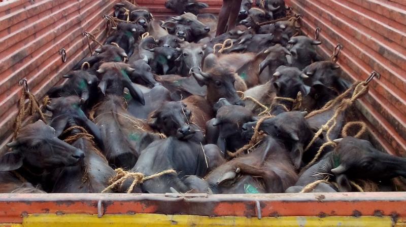Buffaloes being transported in a truck, in violation of the rules. (Photo: DC)