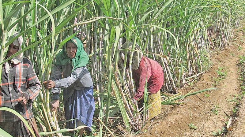 Workers cultivate sugarcane in a farm near Salem (Photo: DC)