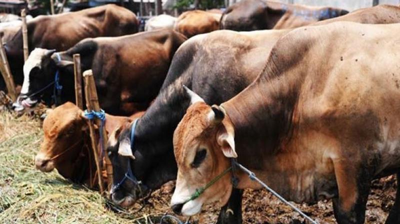 Earlier, the High Court had backed the Centres decision, while the state government had opposed the order issued by the Central Environment Ministry in controlling the sale of cattle. (Representational Image)
