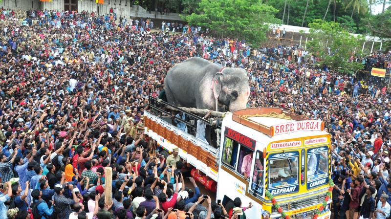 Star elephant Thechikottukavu Ramachandran steals show on Pooram eve
