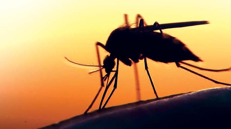 BBMP fights on but canâ€™t swat malaria