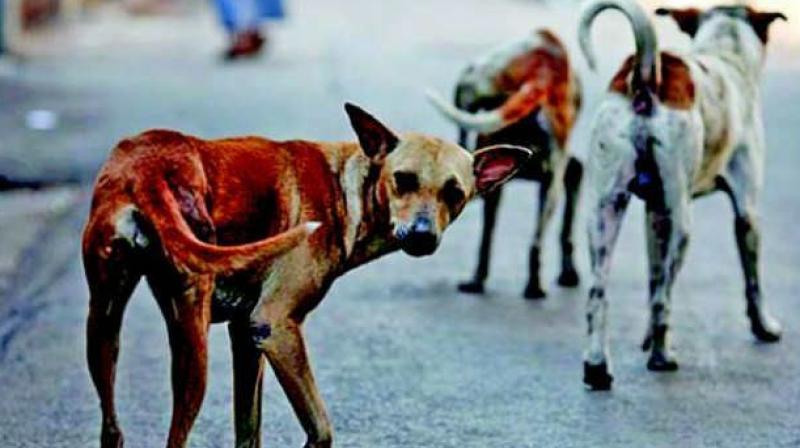 As many as 20 people were injured in an attack by a stray dog at Lingamguntla in Pedakurapadu of Guntur district on Friday. (Representational image)