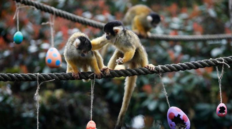 The 23-year-old was ordered to attend a Restorative Justice hearing, during which zookeepers told him that he had traumatised the simians. (Pho