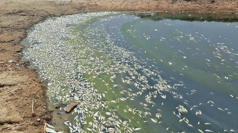 Hyderabad: Mercury in fish due to hotter seas
