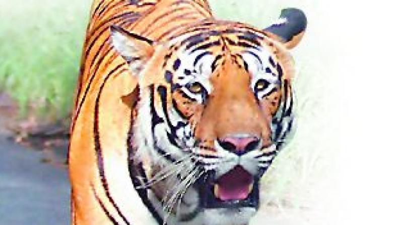 India loses 625 tigers in 19 years