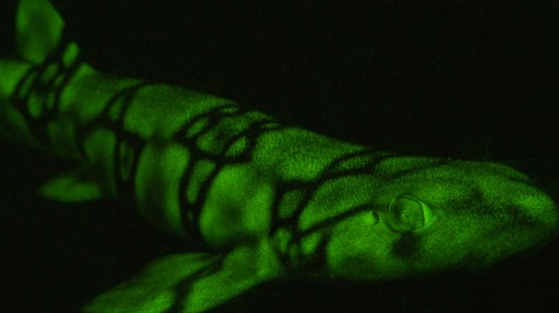 Some sharks glow green in dark; mystery unravels
