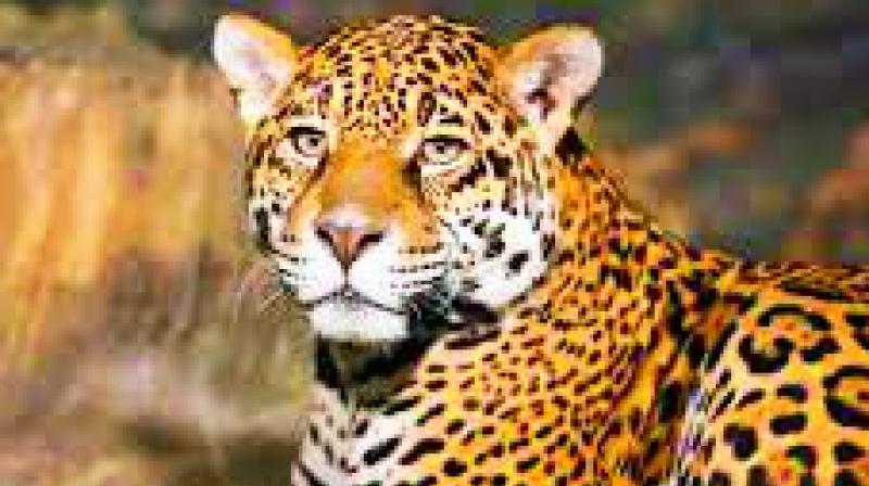 Hyderabad: Leopard seen in two regions