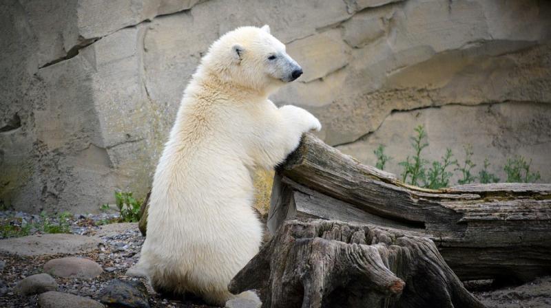 Polar bear cub makes debut at Berlin zoo