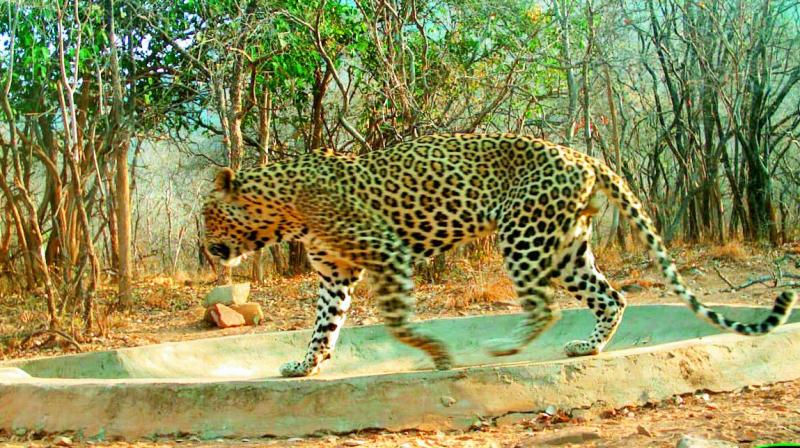 Kadapa: Saucer pits to quench thirst of wild animals