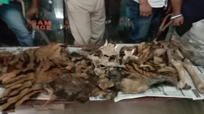 3 arrested for possessing tiger hide, teeth, bones in Dhemaji district of Assam